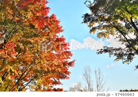 カエデ 紅葉 カエデ 紅葉 97460663