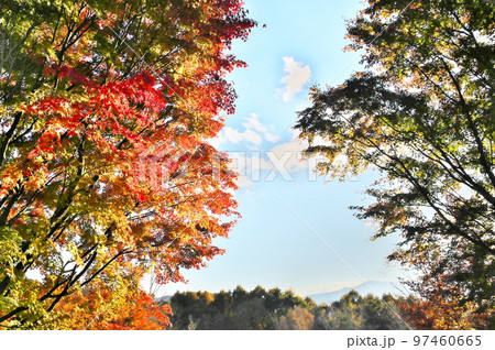 カエデ 紅葉 カエデ 紅葉 97460665