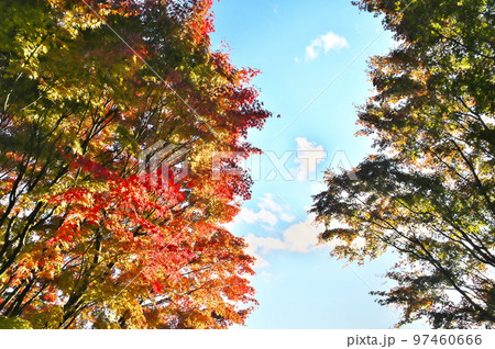 カエデ 紅葉 カエデ 紅葉 97460666