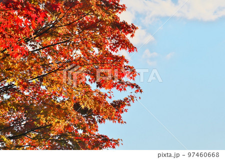 カエデ 紅葉 カエデ 紅葉 97460668