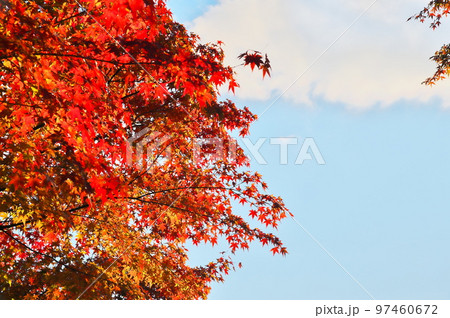 カエデ 紅葉 カエデ 紅葉 97460672