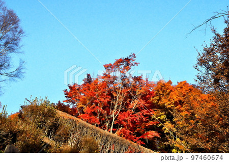 カエデ 紅葉 カエデ 紅葉 97460674