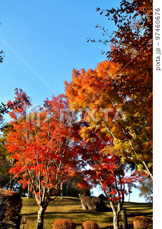 カエデ 紅葉 カエデ 紅葉 97460676