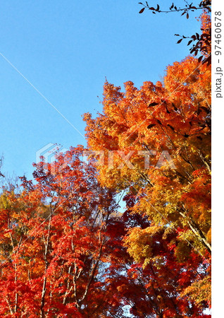 カエデ 紅葉 カエデ 紅葉 97460678