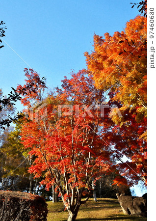 カエデ 紅葉 カエデ 紅葉 97460680
