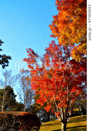 カエデ 紅葉 カエデ 紅葉 97460683