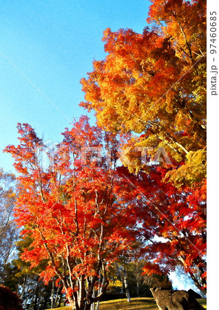 カエデ 紅葉 カエデ 紅葉 97460685
