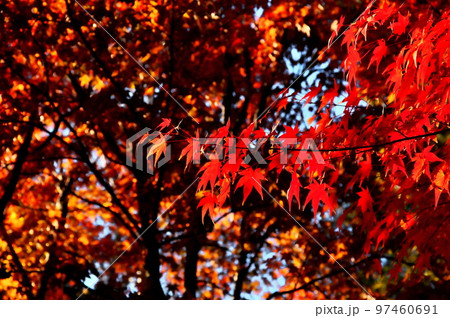 カエデ 紅葉 カエデ 紅葉 97460691