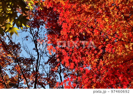カエデ 紅葉 カエデ 紅葉 97460692