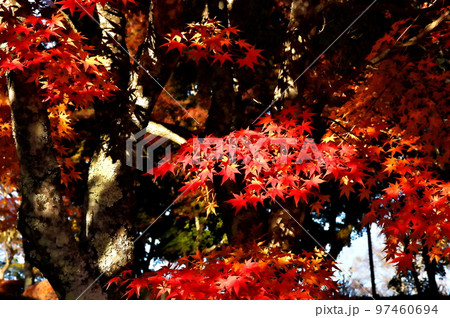 カエデ 紅葉 カエデ 紅葉 97460694