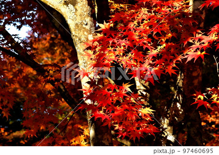 カエデ 紅葉 カエデ 紅葉 97460695