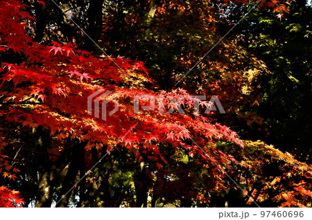 カエデ 紅葉 カエデ 紅葉 97460696