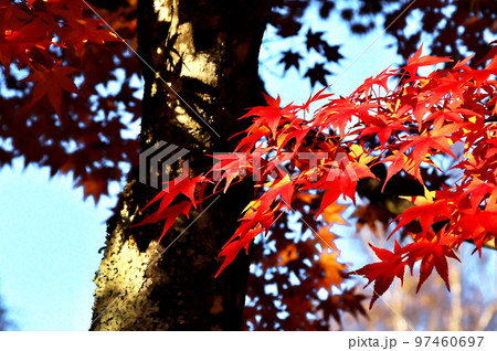 カエデ 紅葉 カエデ 紅葉 97460697