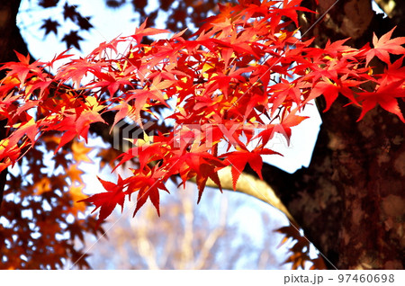 カエデ 紅葉 カエデ 紅葉 97460698
