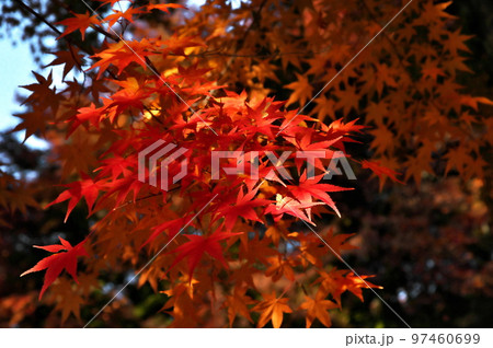 カエデ 紅葉 カエデ 紅葉 97460699