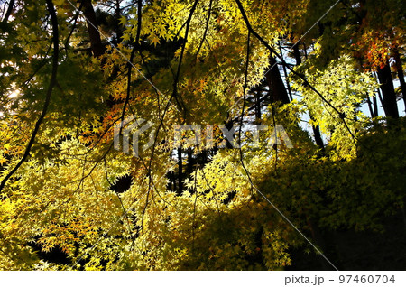 カエデ 紅葉 カエデ 紅葉 97460704