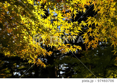 カエデ 紅葉 カエデ 紅葉 97460706