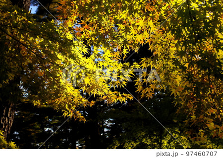 カエデ 紅葉 カエデ 紅葉 97460707