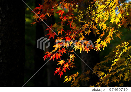 カエデ 紅葉 カエデ 紅葉 97460710