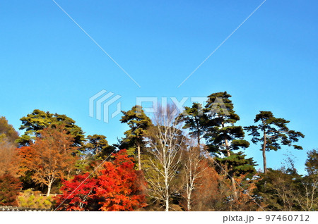 カエデ 紅葉 カエデ 紅葉 97460712