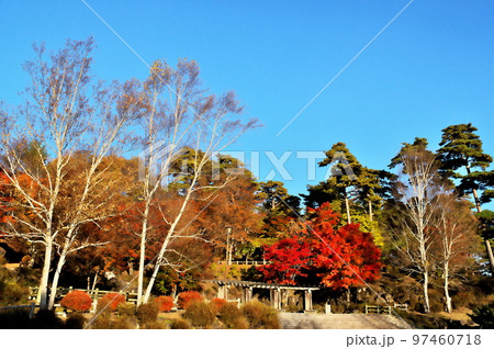 カエデ　紅葉 97460718