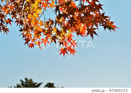 カエデ 紅葉 カエデ 紅葉 97460723