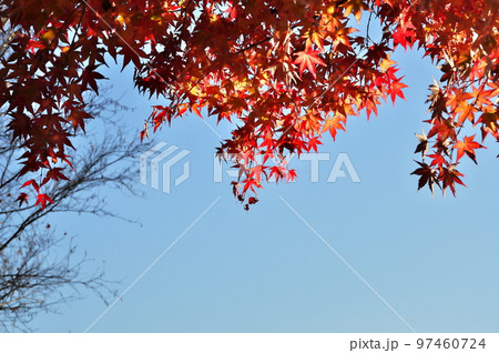 カエデ 紅葉 カエデ 紅葉 97460724