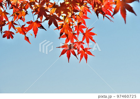 カエデ 紅葉 カエデ 紅葉 97460725