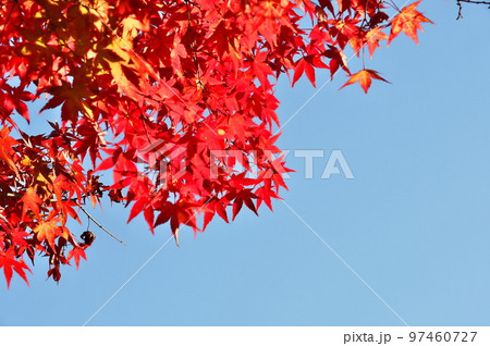 カエデ 紅葉 カエデ 紅葉 97460727