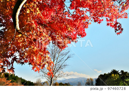 カエデ 紅葉 カエデ 紅葉 97460728