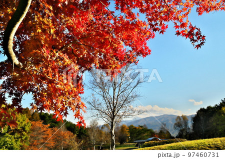 カエデ 紅葉 カエデ 紅葉 97460731