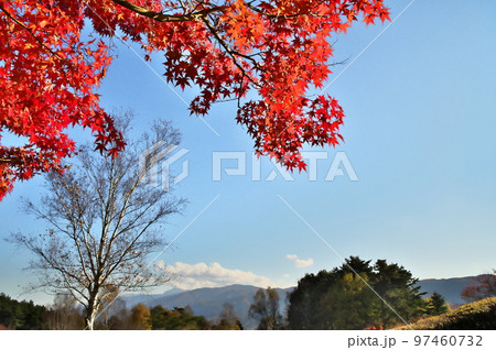 カエデ 紅葉 カエデ 紅葉 97460732