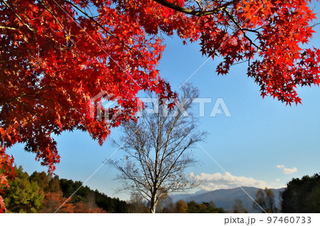 カエデ 紅葉 カエデ 紅葉 97460733