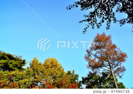 カエデ 紅葉 カエデ 紅葉 97460736