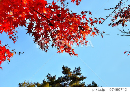 カエデ 紅葉 カエデ 紅葉 97460742