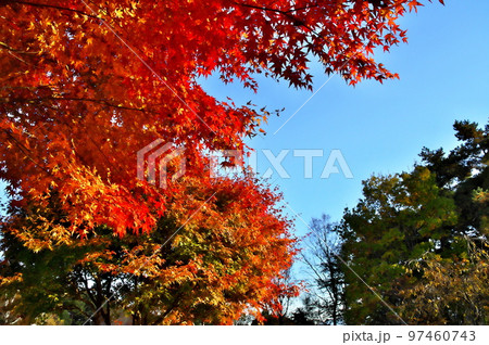 カエデ 紅葉 カエデ 紅葉 97460743