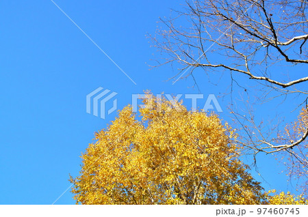 カエデ 紅葉 カエデ 紅葉 97460745