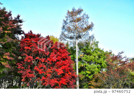 カエデ 紅葉 カエデ 紅葉 97460752