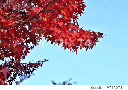 カエデ 紅葉 カエデ 紅葉 97460754