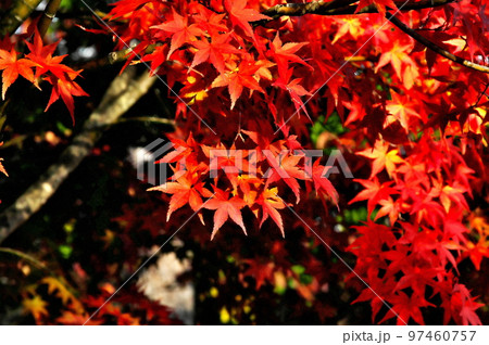 カエデ　紅葉 97460757