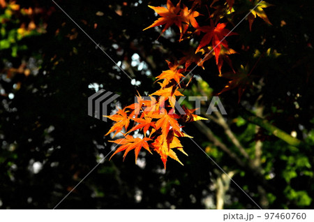 カエデ 紅葉 カエデ 紅葉 97460760