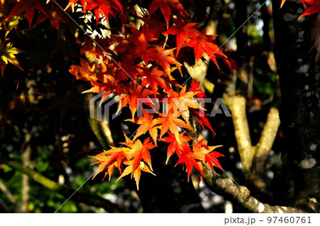 カエデ 紅葉 カエデ 紅葉 97460761