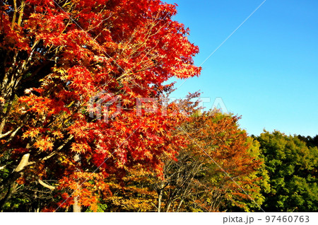 カエデ 紅葉 カエデ 紅葉 97460763