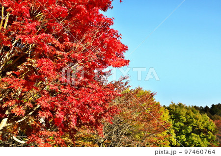 カエデ 紅葉 カエデ 紅葉 97460764