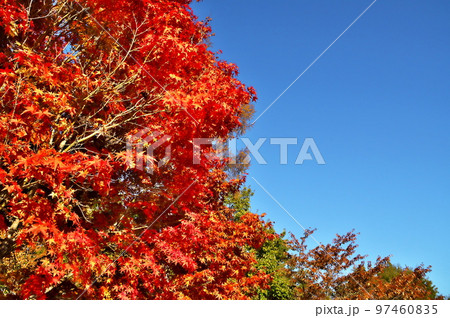 カエデ 紅葉 カエデ 紅葉 97460835