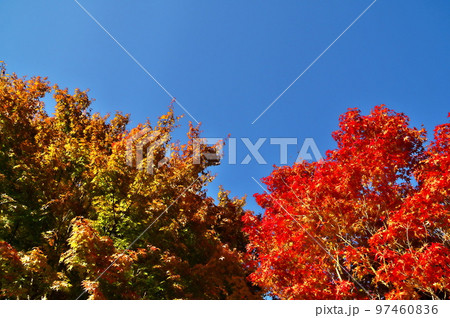 カエデ 紅葉 カエデ 紅葉 97460836