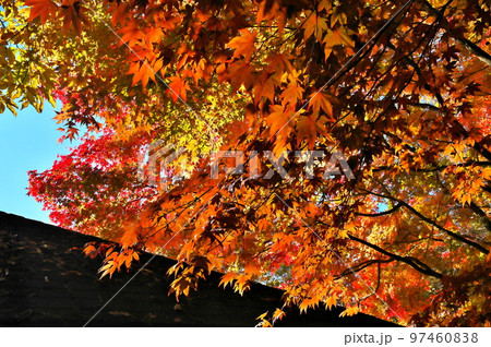 カエデ　紅葉 97460838