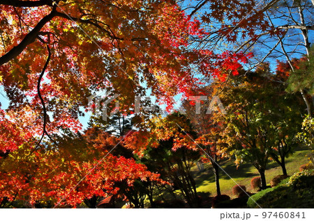 カエデ 紅葉 カエデ 紅葉 97460841