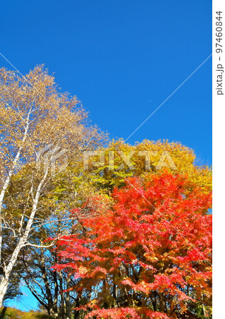 カエデ 紅葉 カエデ 紅葉 97460844