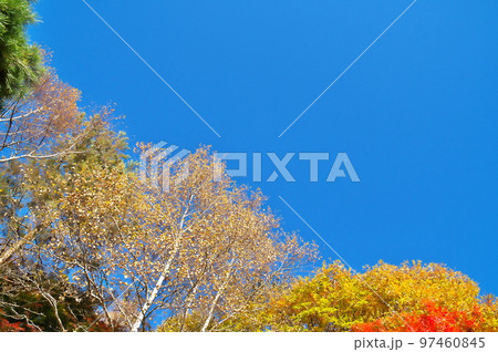 カエデ 紅葉 カエデ 紅葉 97460845